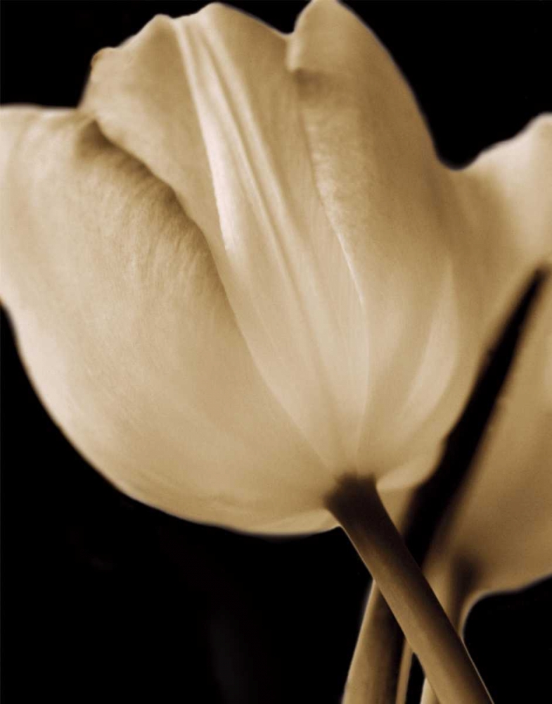 Radiance I art print by Cinzia Ryan for $57.95 CAD