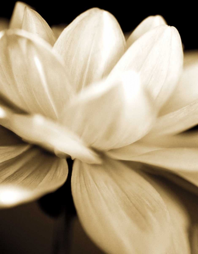 Radiance II art print by Cinzia Ryan for $57.95 CAD