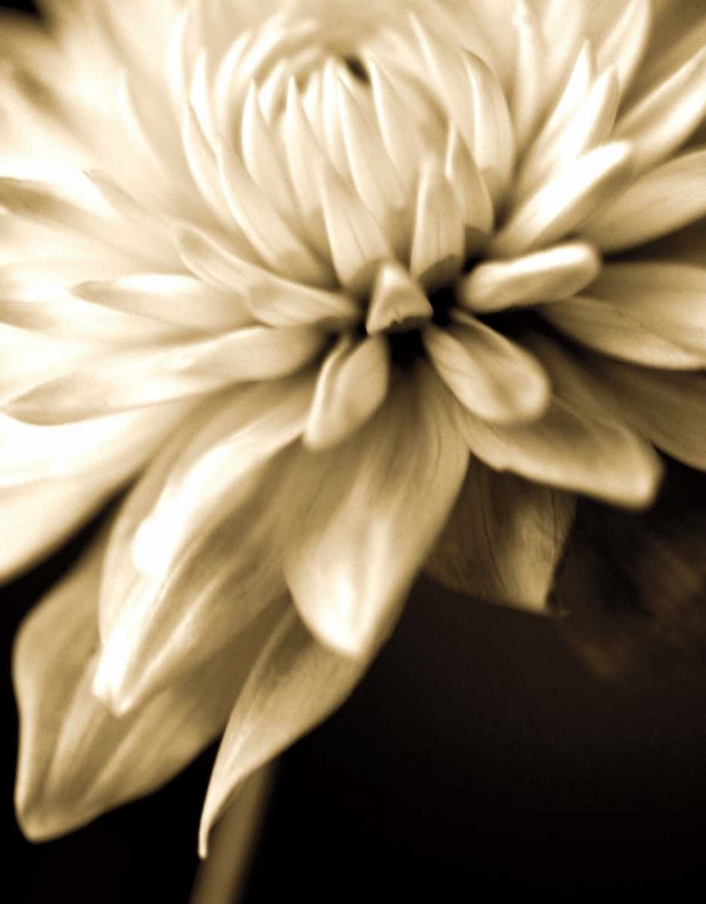Radiance IV art print by Cinzia Ryan for $57.95 CAD