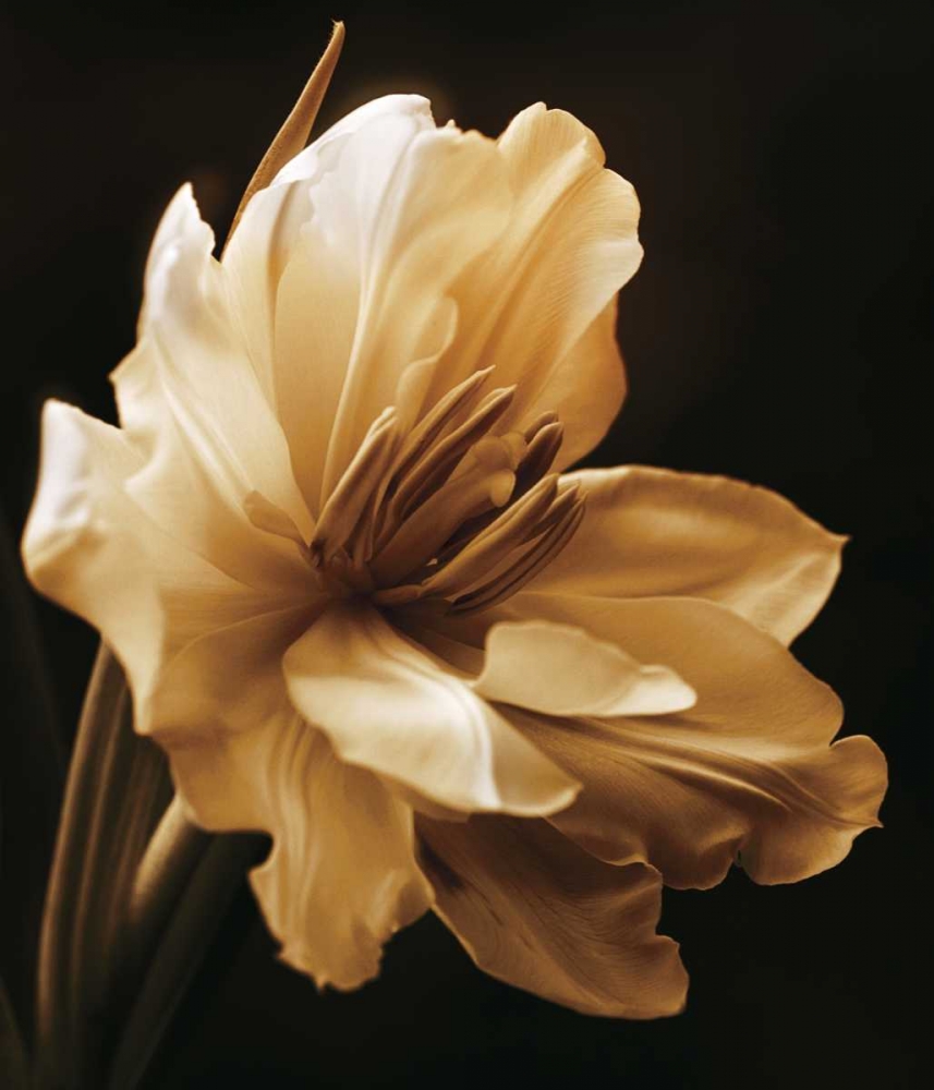 Timeless Grace I art print by Charles Britt for $57.95 CAD