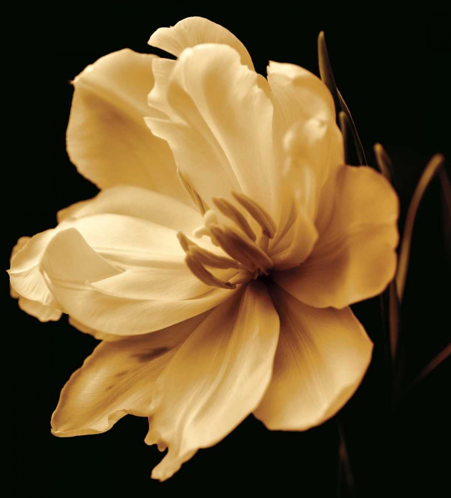 Timeless Grace III art print by Charles Britt for $57.95 CAD