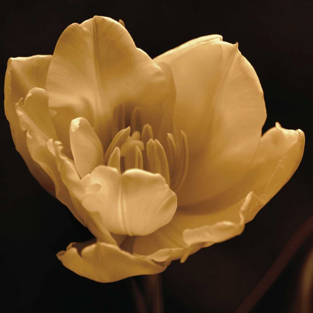 Timeless Grace IV art print by Charles Britt for $57.95 CAD