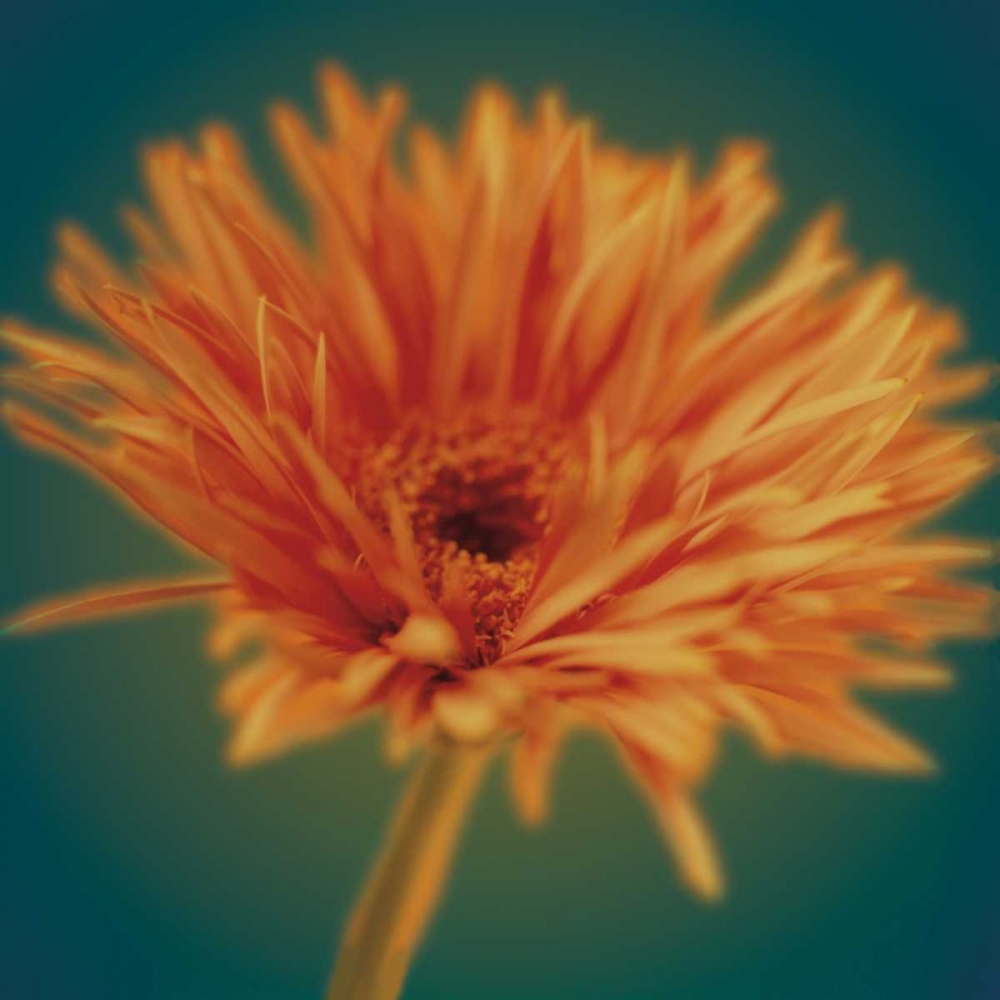 Chrysanthemum on Turquoise art print by Jane-Ann Butler for $57.95 CAD