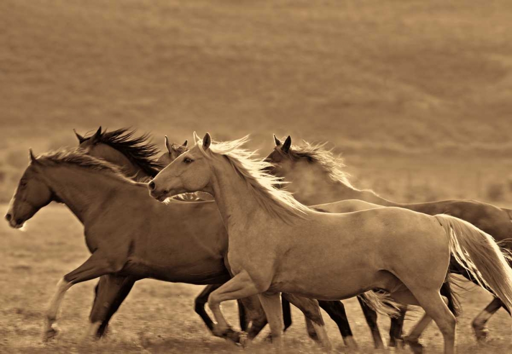 Like the Wind II art print by Wendy Caro for $57.95 CAD