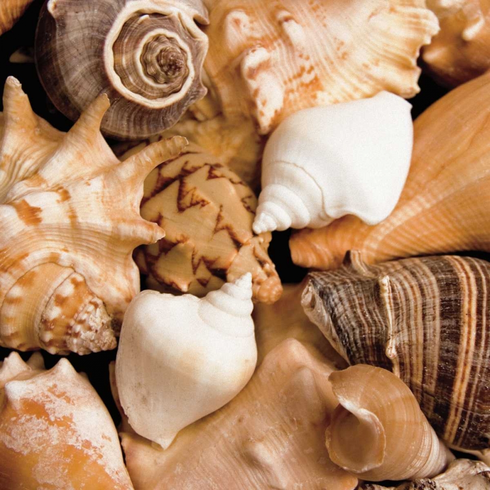 Beachside Shells art print by Jeff/Boyce Maihara/Watt for $57.95 CAD