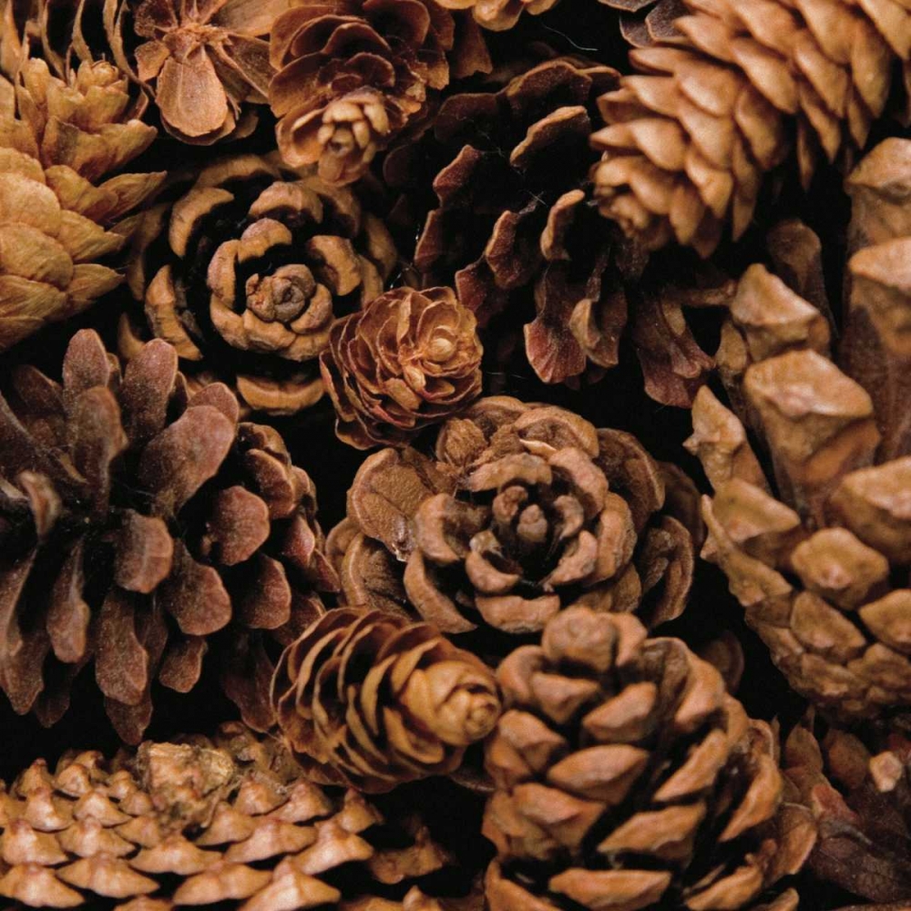 Cone Harvest art print by Jeff/Boyce Maihara/Watt for $57.95 CAD