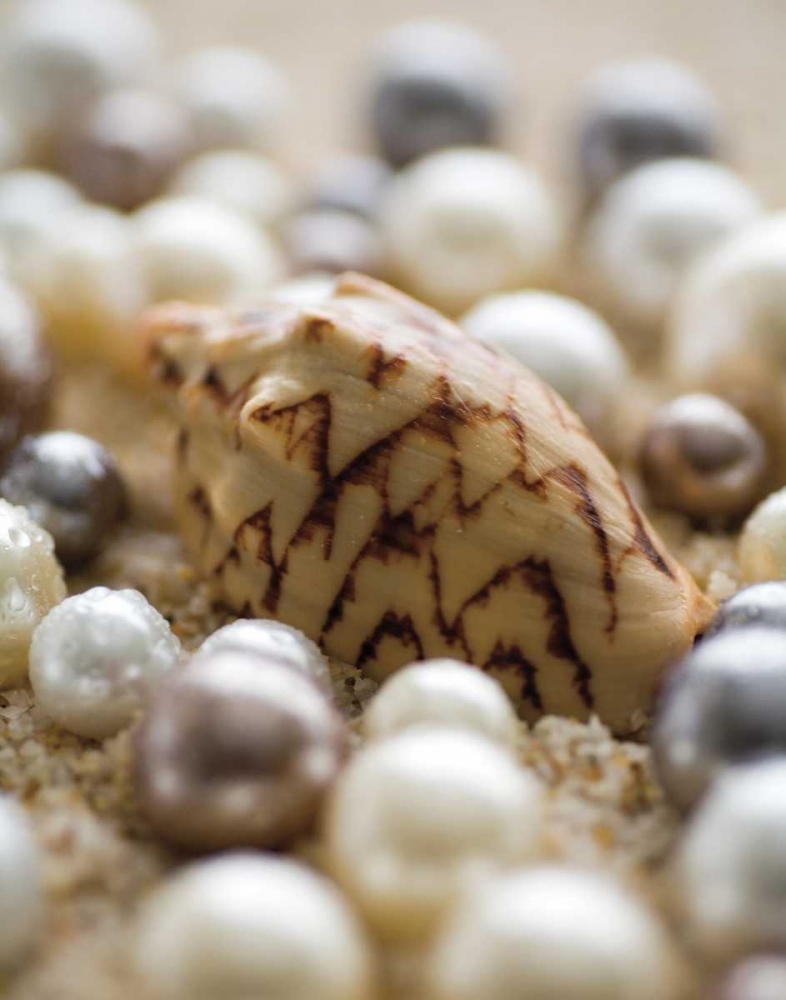 Sea Jewels IV art print by Jeff/Boyce Maihara/Watt for $57.95 CAD