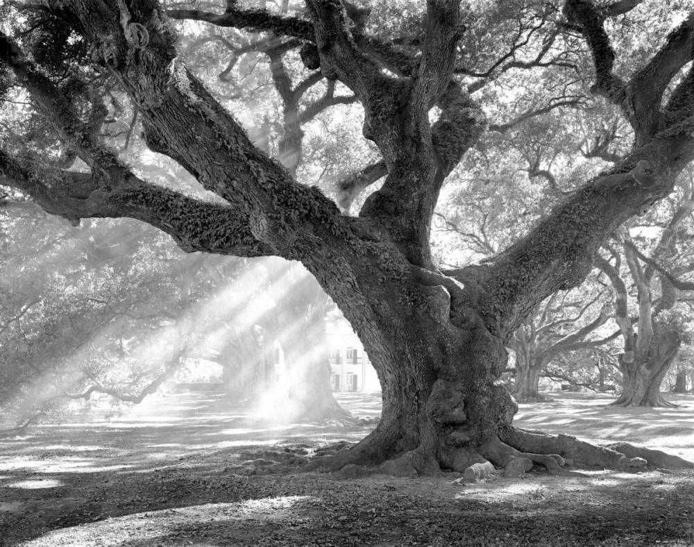 Andrew Oak - Afternoon Light art print by William Guion for $57.95 CAD