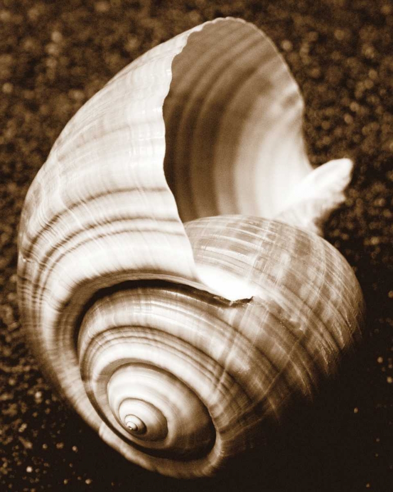 Sea Gallery IV art print by Jeff/Boyce Maihara/Watt for $57.95 CAD