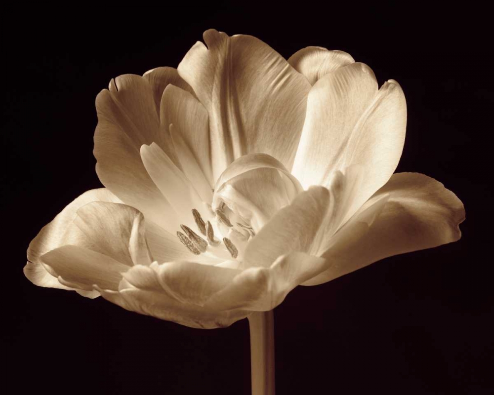 Champagne Tulip III art print by Charles Britt for $57.95 CAD