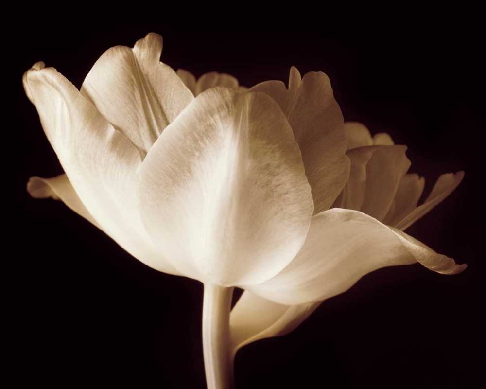 Champagne Tulip IV art print by Charles Britt for $57.95 CAD