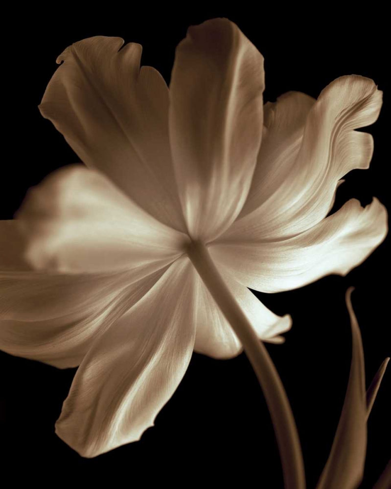 Champagne Tulip II art print by Charles Britt for $57.95 CAD