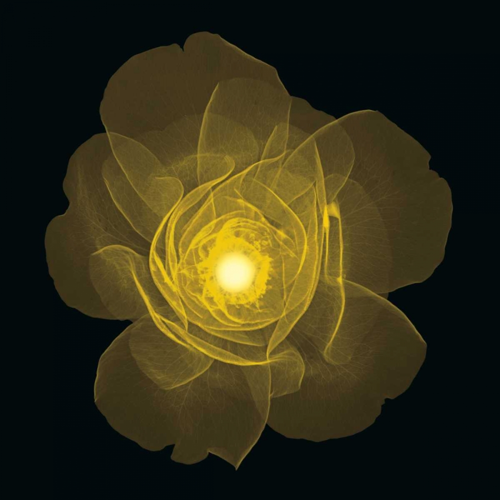 Rose art print by Jim Wehtje for $57.95 CAD