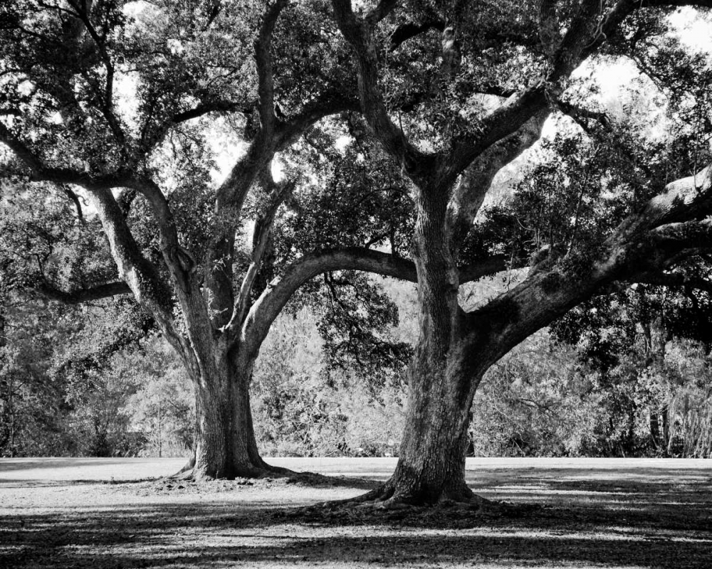Oak Grove I art print by Jeff/Boyce Maihara/Watt for $57.95 CAD