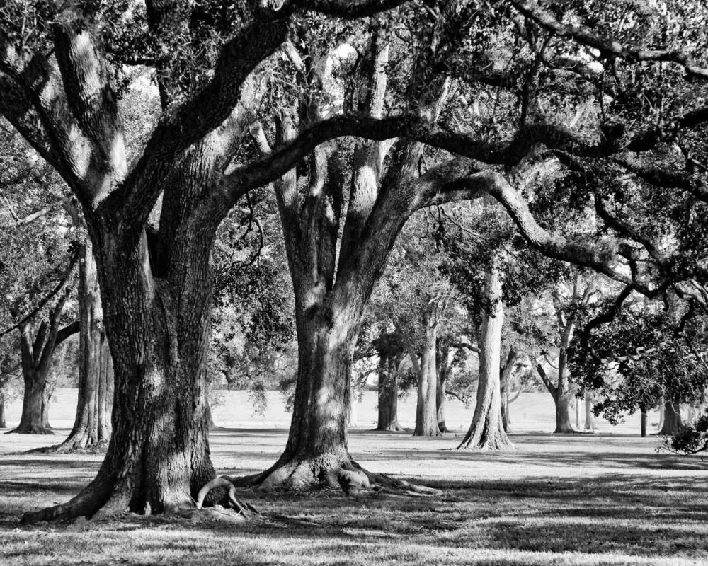 Oak Grove II art print by Jeff/Boyce Maihara/Watt for $57.95 CAD