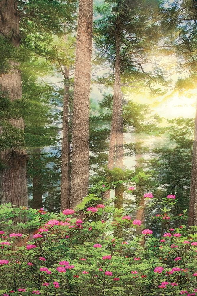 Rise n Shine II art print by Dennis Frates for $57.95 CAD