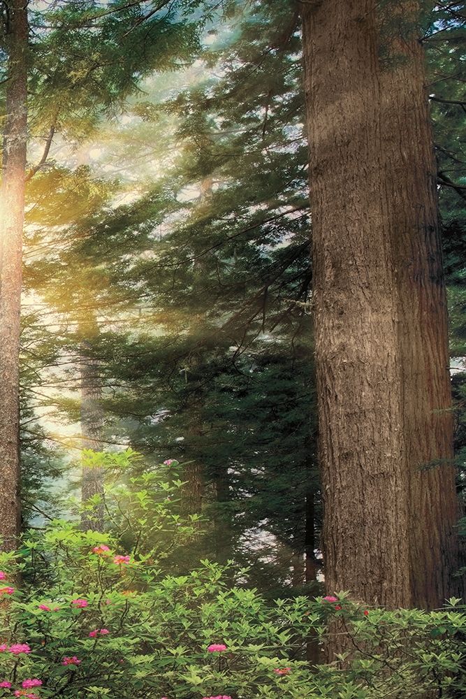 Rise n Shine III art print by Dennis Frates for $57.95 CAD