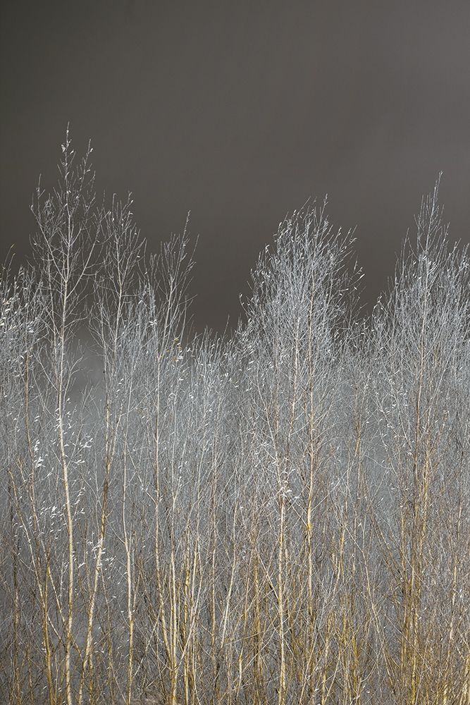 Silver Forest I art print by Assaf Frank for $57.95 CAD