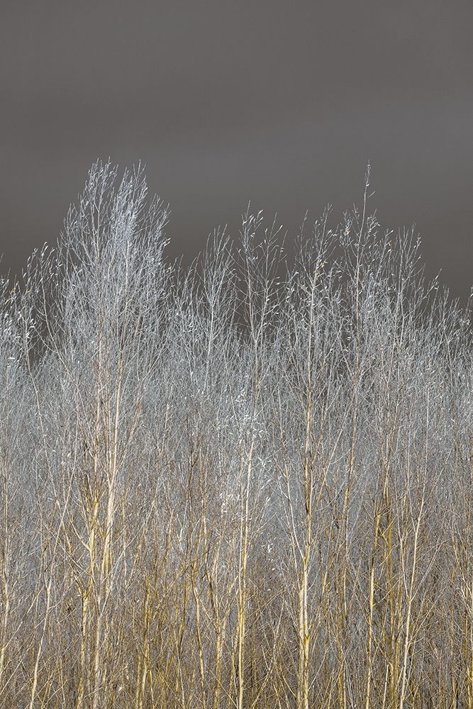 Silver Forest II art print by Assaf Frank for $57.95 CAD