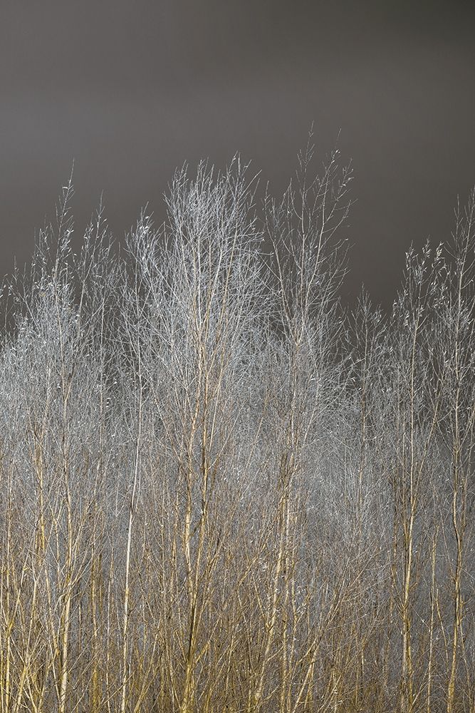 Silver Forest III art print by Assaf Frank for $57.95 CAD