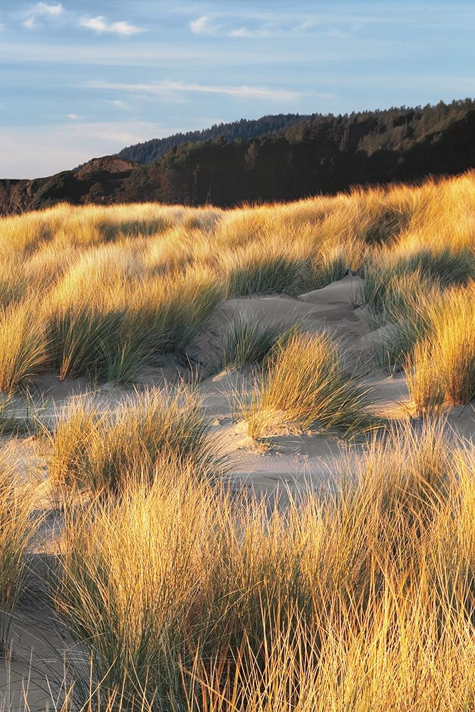 Dune Grass and Beach III art print by Dennis Frates for $57.95 CAD