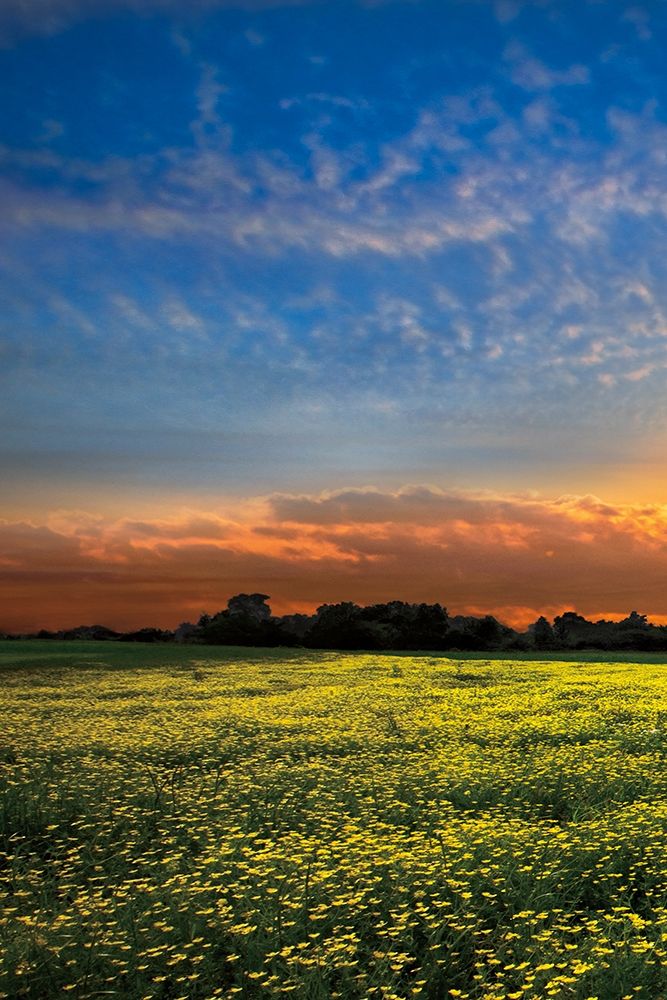 Shadows at Sunset I art print by Celebrate Life Gallery for $57.95 CAD