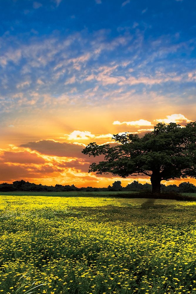 Shadows at Sunset II art print by Celebrate Life Gallery for $57.95 CAD