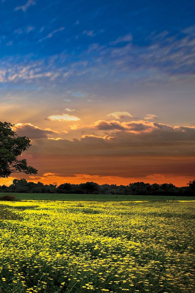 Shadows at Sunset III art print by Celebrate Life Gallery for $57.95 CAD