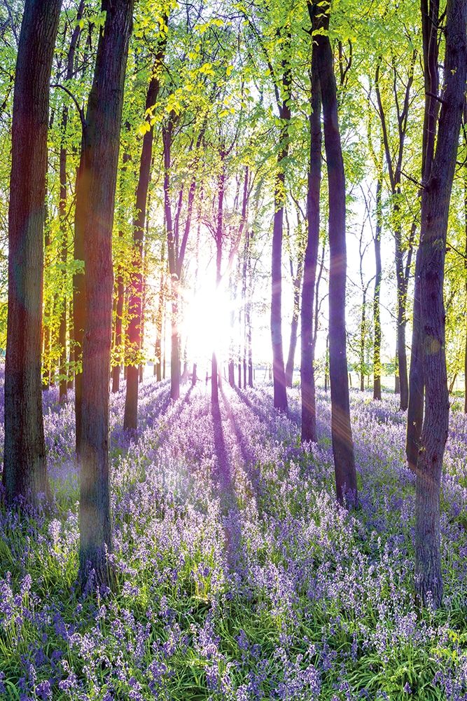 Bluebells and Sunrise I art print by Assaf Frank for $57.95 CAD