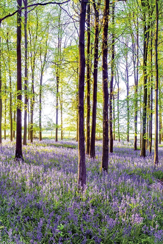 Bluebells and Sunrise II art print by Assaf Frank for $57.95 CAD