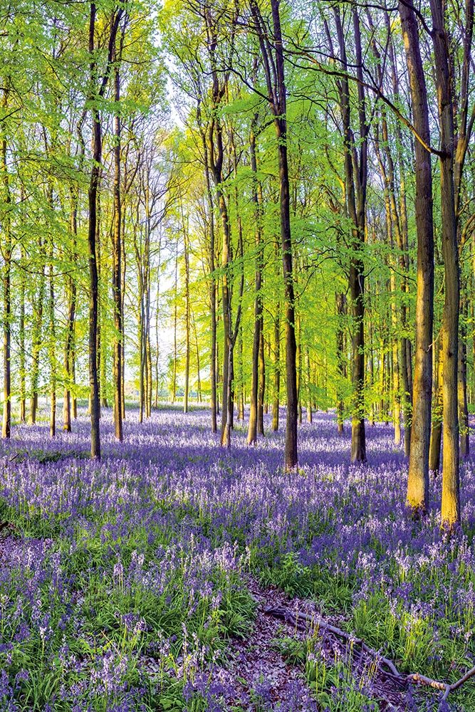 Bluebells and Sunrise III art print by Assaf Frank for $57.95 CAD
