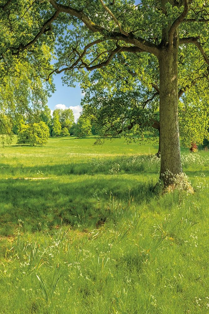Greenest Pastures I art print by Assaf Frank for $57.95 CAD