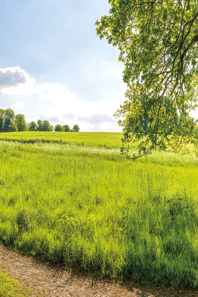 Greenest Pastures III art print by Assaf Frank for $57.95 CAD
