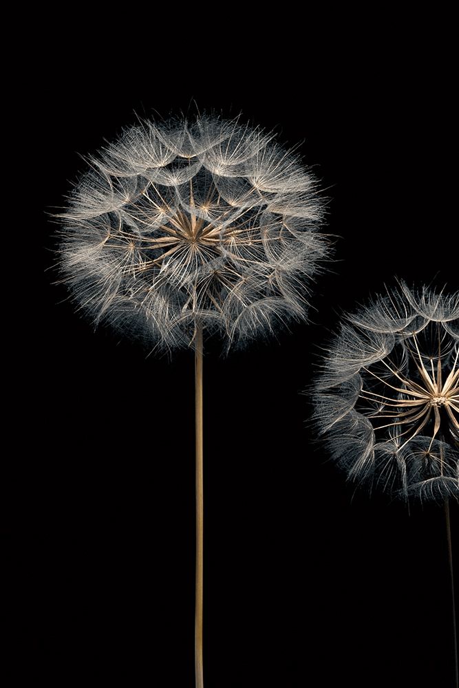 Make A Wish I art print by Assaf Frank for $57.95 CAD