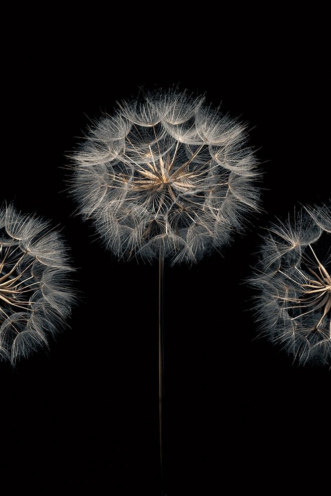 Make A Wish II art print by Assaf Frank for $57.95 CAD