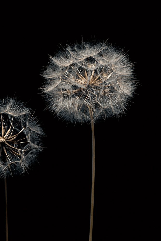 Make A Wish III art print by Assaf Frank for $57.95 CAD