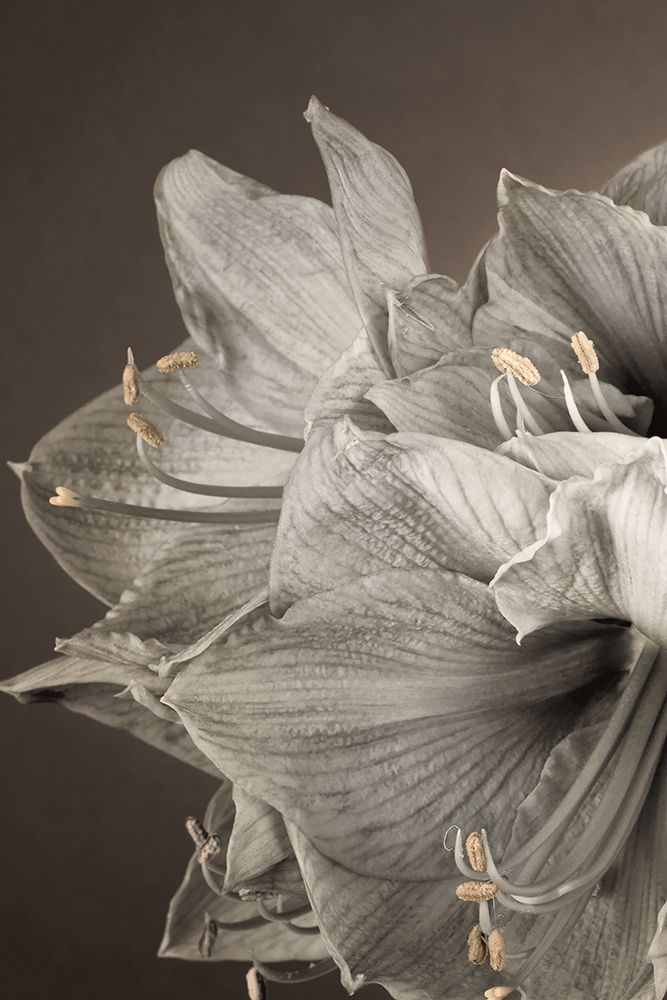 Grand Floral I art print by Assaf Frank for $57.95 CAD