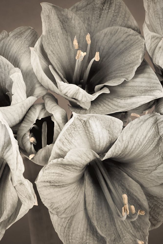 Grand Floral II art print by Assaf Frank for $57.95 CAD