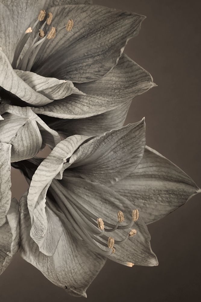 Grand Floral III art print by Assaf Frank for $57.95 CAD