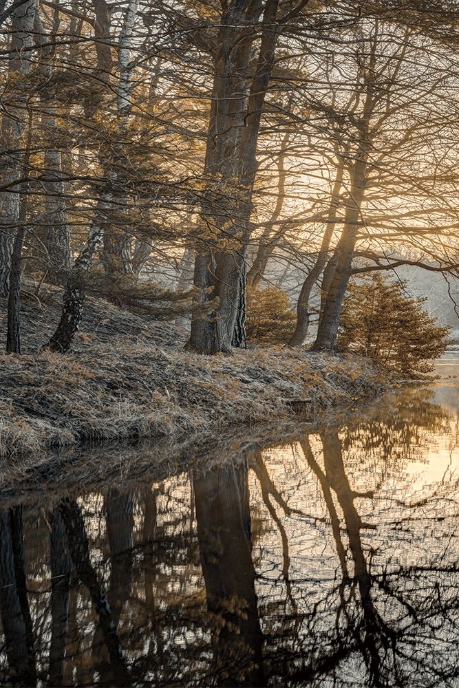 Frosty Morning I art print by Assaf Frank for $57.95 CAD