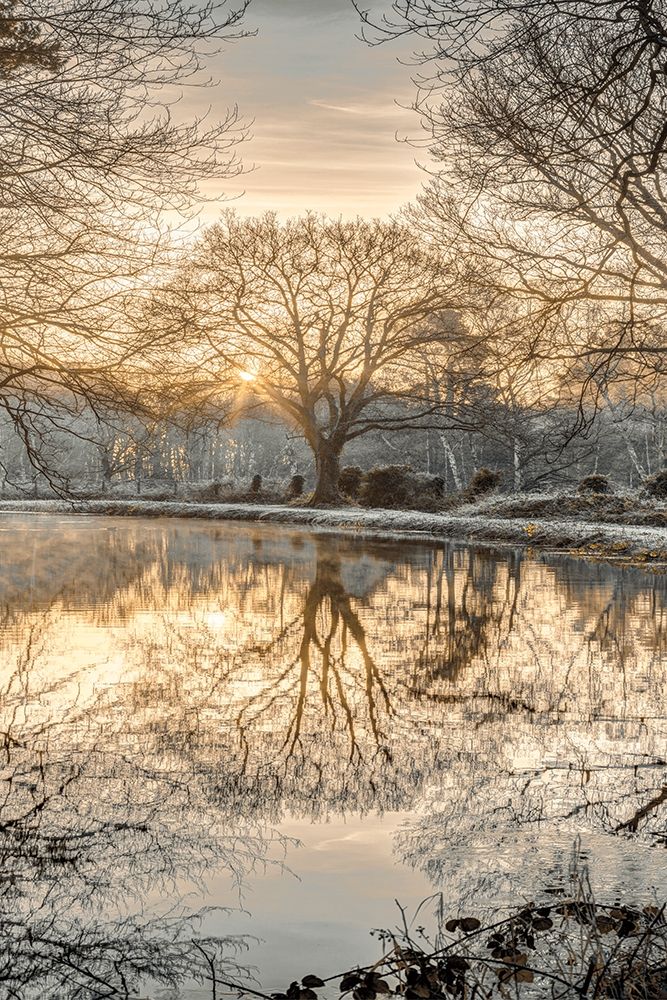 Frosty Morning II art print by Assaf Frank for $57.95 CAD