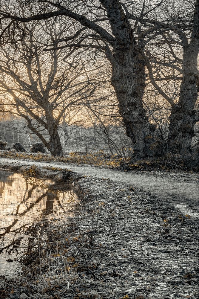 Frosty Morning III art print by Assaf Frank for $57.95 CAD