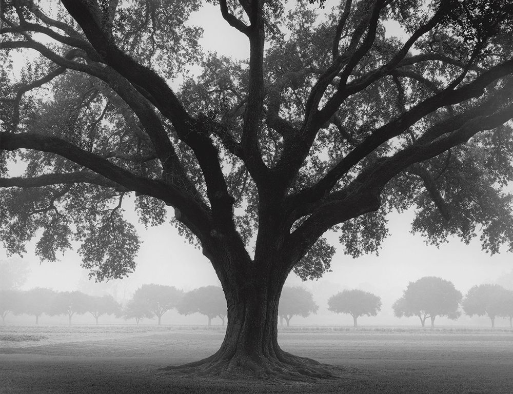 Silhouette Oak art print by William Guion for $57.95 CAD