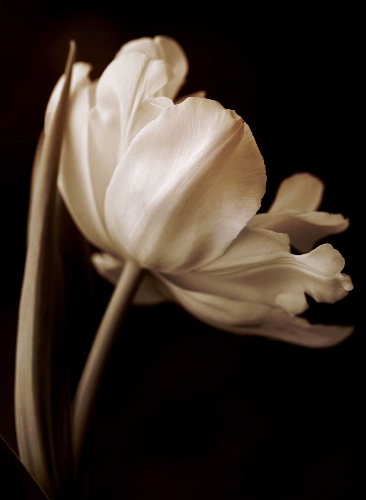 Champagne Tulip I art print by Charles Britt for $57.95 CAD