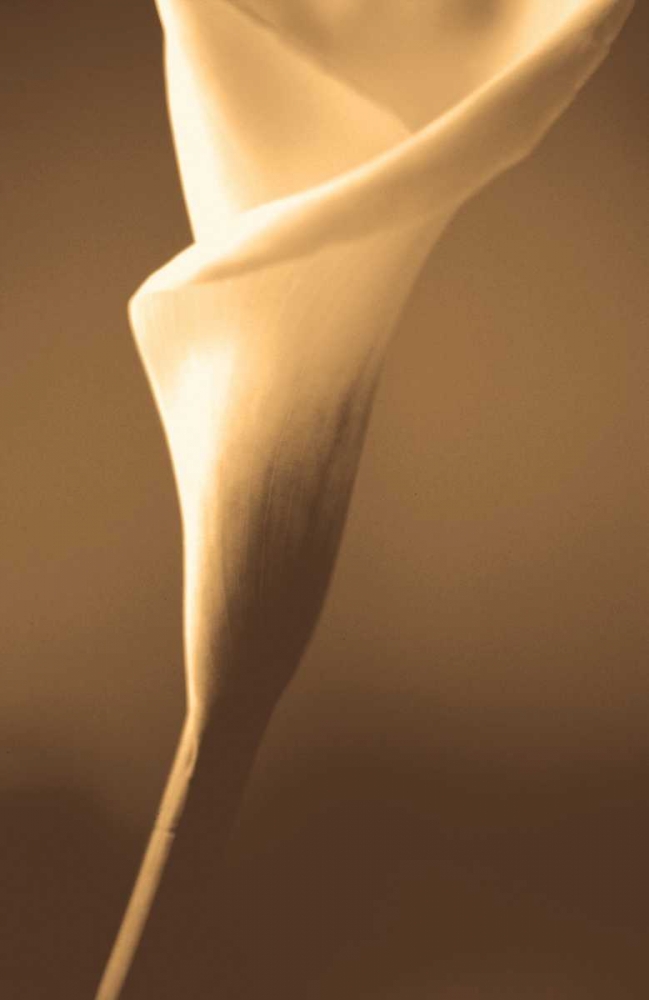 Enlightenment art print by Cinzia Ryan for $57.95 CAD