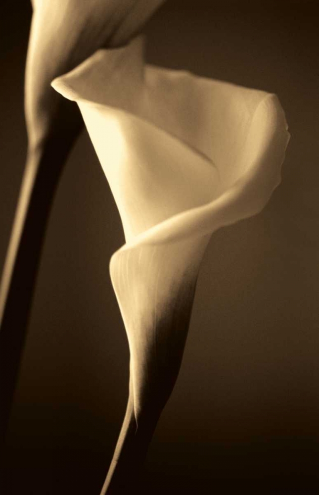 Divinity art print by Cinzia Ryan for $57.95 CAD