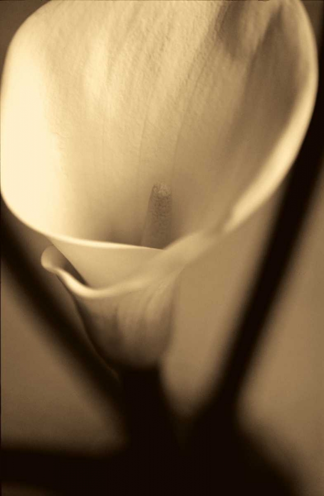 Divinity art print by Cinzia Ryan for $57.95 CAD