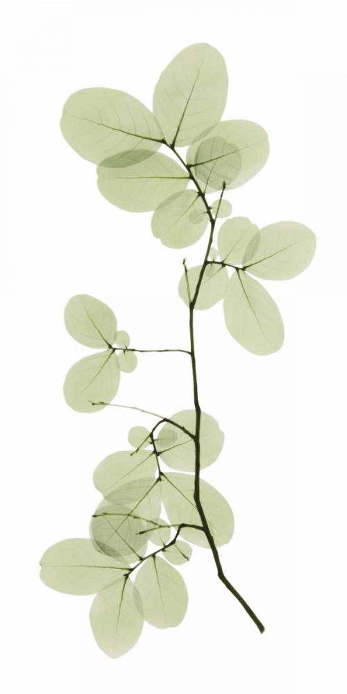 Myrtle Tree art print by ACEE for $57.95 CAD