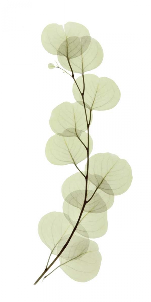 Eucalyptus art print by ACEE for $57.95 CAD