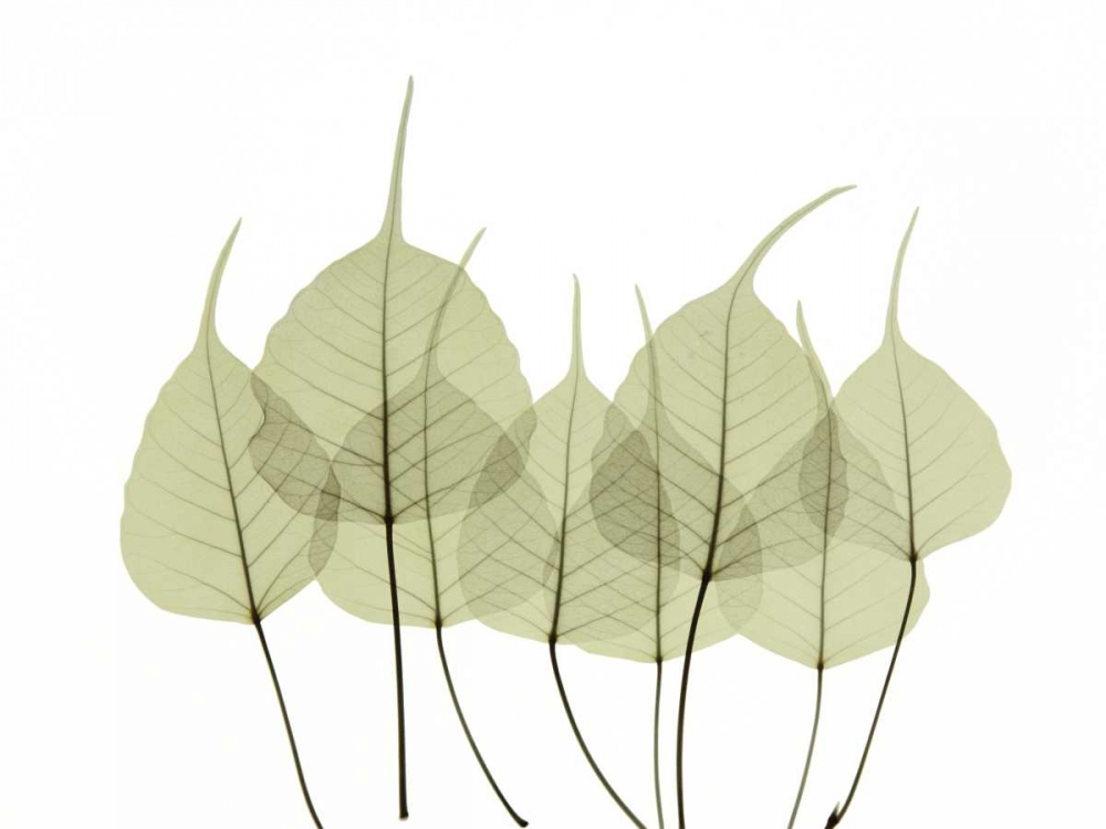 Woodlands I art print by ACEE for $57.95 CAD